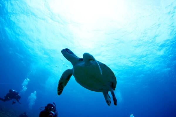 鹿児島県・与論島のリゾートバイト